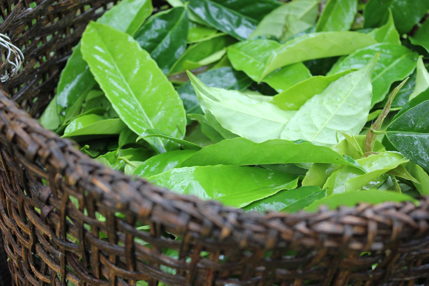 Ingredient Spotlight: Guayusa - WellWater